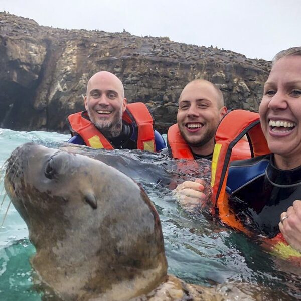 Swimming with sea lions in the Palomino Islands